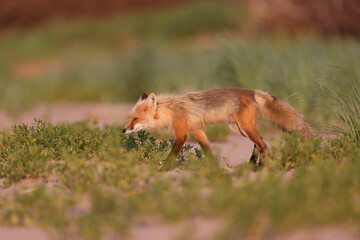 Red fox on beach