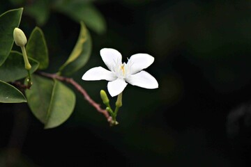 Close-up photo of white flowers with blurred background.