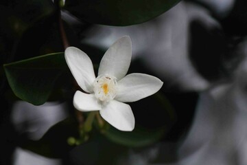 Close-up photo of white flowers with blurred background.