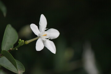 Close-up photo of white flowers with blurred background.