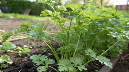 Obraz premium Fresh Chervil Herb Plants in Natural Garden