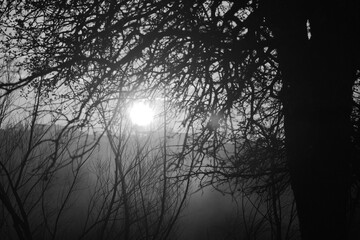 Obraz premium Morning sunrise over tree branches and fog weather in black and white.