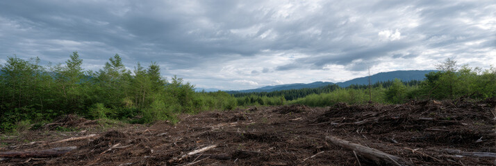 Cloudy sky over regrowing forest landscape with cleared land