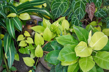 Indonesian Ornamental Plants, captured on June 9, 2025. A variety of decorative plants native to...