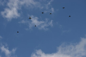 flying birds on blue sky