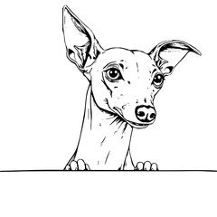 Playful Italian Greyhound Portrait: A charming black and white line art illustration depicts a cute Italian Greyhound peeking over a surface, showcasing its expressive eyes and elegant features.