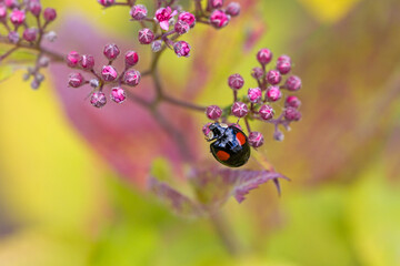 close-up view of a black with red dots multicoloured asian lady beetle on the pink blossoms of japanese meadowsweet with blurred light background