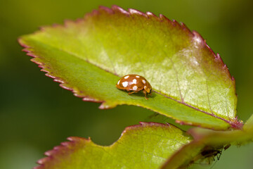 close-up view of a brown with white dots cream-spot ladybird on a green leaf with blurred background