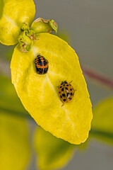 top view close-up view of a orange black harlequin lady beetle on a yellow leaf together with a...
