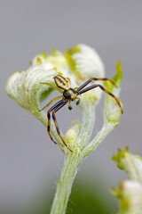 dorsal close up of a white flower crab spider with long black legs on a leaf in front of a blurred bright background