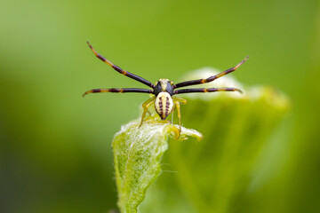 dorsal close up of a white flower crab spider with long black legs on a leaf in front of a blurred bright background
