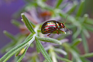 a metallic red-green shimmering rosemary beetle on the small branches of the lavender