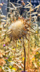 Wild Thistle and Oat Grass Against Blue Sky and Clouds