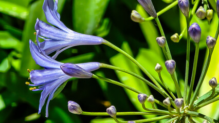 Agapanthus Flower Macro with Lush Foliage
