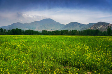 green field and mountains