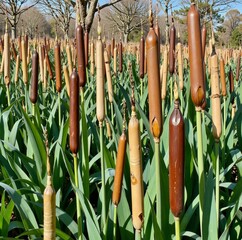 A dense field of tall, brown reeds stands in stark contrast to the green foliage surrounding them, creating a striking visual display of natures diversity