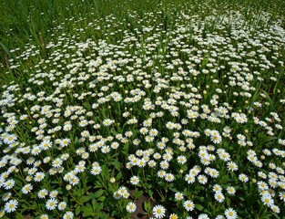 A vibrant field of white daisies blooms in a green grassy area, creating a picturesque scene of natures beauty