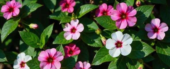 A vibrant garden scene featuring a bush of pink and white flowers blooming in a green setting