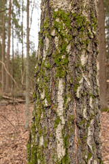 Birch bark, the texture of tree bark. Birch tree trunk