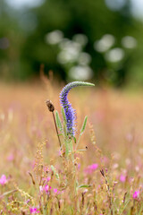 Bright flower meadow, lush green grass and flowers