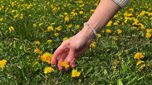 girl's hand picks a dandelion
