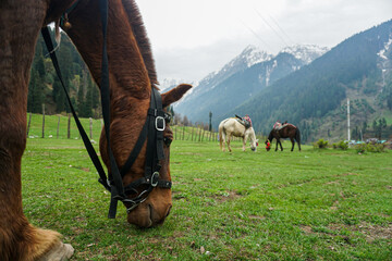 horse in the mountains