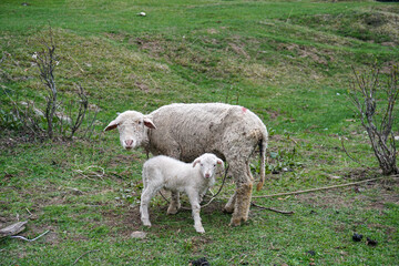 sheep and lamb in a grass land of Kashmir, India