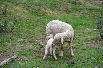 sheep and lamb in a grass land of Kashmir, India