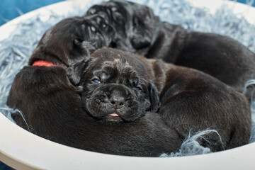 A group of adorable newborn Cane Corso puppies lying close together and sleeping peacefully. The puppies are purebred Italian mastiffs with short fur, typical wrinkled faces, and dark coats.
