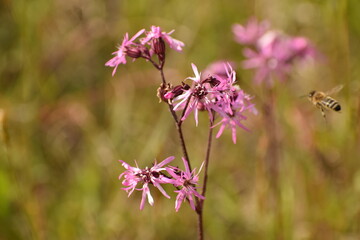 pink flowers in the meadow