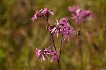 purple flowers in the meadow