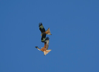 RED KITE COURTSHIP
