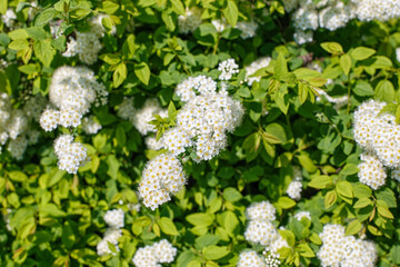White flowers. Spiraea is a genus of ornamental deciduous shrubs from the Rosaceae family. Beauty in nature.