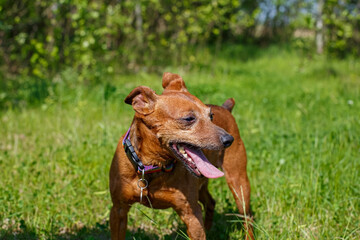 The Zwergpinscher. Portrait of a Funny Miniature Pinscher in a Public Park. The Year of the Dog.