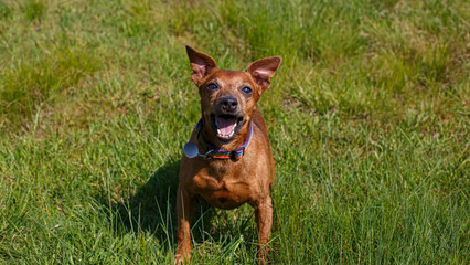 The Zwergpinscher. A funny little purebred dog in a nature park. A pet.