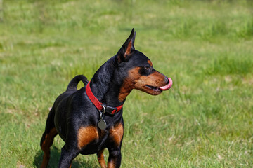Dog. Portrait of a miniature smooth-haired pinscher in a nature park. Pets.