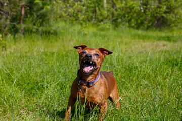 The Zwergpinscher. Portrait of a Funny Miniature Pinscher in a Public Park. The Year of the Dog.