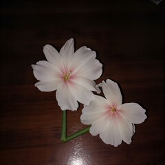 Two white flowers on a wooden surface with a dark background.