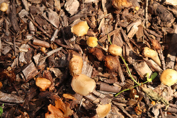 Small orange mushrooms. Selective focus mushrooms. Natural spring background. Mushrooms grow from the ground covered with crushed wood