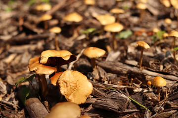 Small orange mushrooms. Selective focus mushrooms. Natural spring background. Mushrooms grow from the ground covered with crushed wood