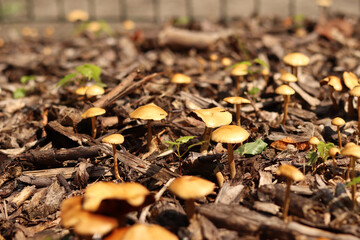 Small orange mushrooms. Selective focus mushrooms. Natural spring background. Mushrooms grow from the ground covered with crushed wood