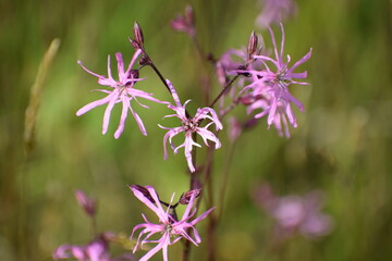 purple flowers in the garden
