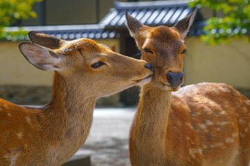 Nara, Japan - Sep 26 2024, Close-up view of faces of two wild forest deer, one deer licking another, in Nara Park, without people, at daytime, Nara, Japan