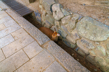 Nara, Japan - Sep 26 2024, Panoramic view of a lone forest deer resting in a drainage gutter running along a cobblestone pedestrian road in Nara Park, at daytime, without people, Nara, Japan