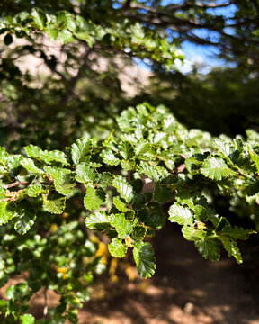 Close-up of lenga leaves in a sunlit forest environment.