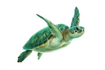 Fototapeten Schildkröte green turtle isolated on white  © REHENA