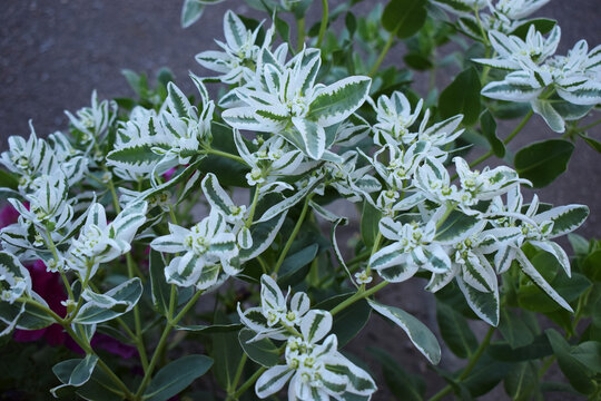 A plant known as Euphorbia marginata, also called &ldquo;snow on the mountain&rdquo;. Botanical Artistry in Bloom
