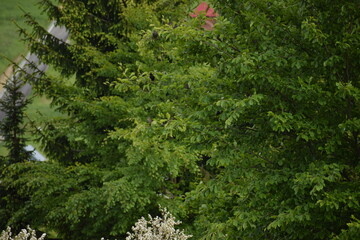 green moss background