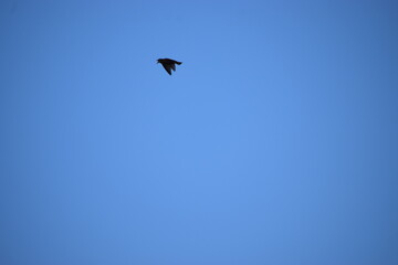 bird flying in the sky