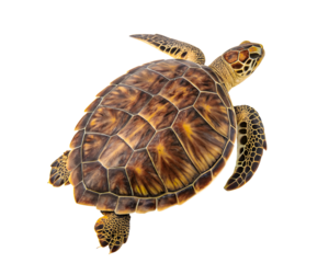 turtle isolated on white